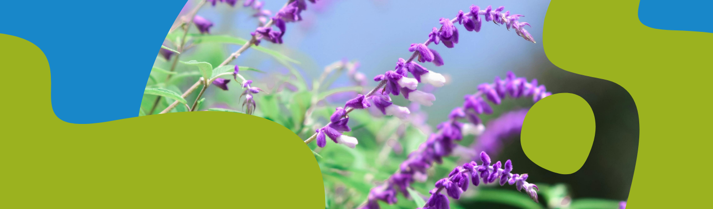 Sage Essential Oil: Benefits & Uses