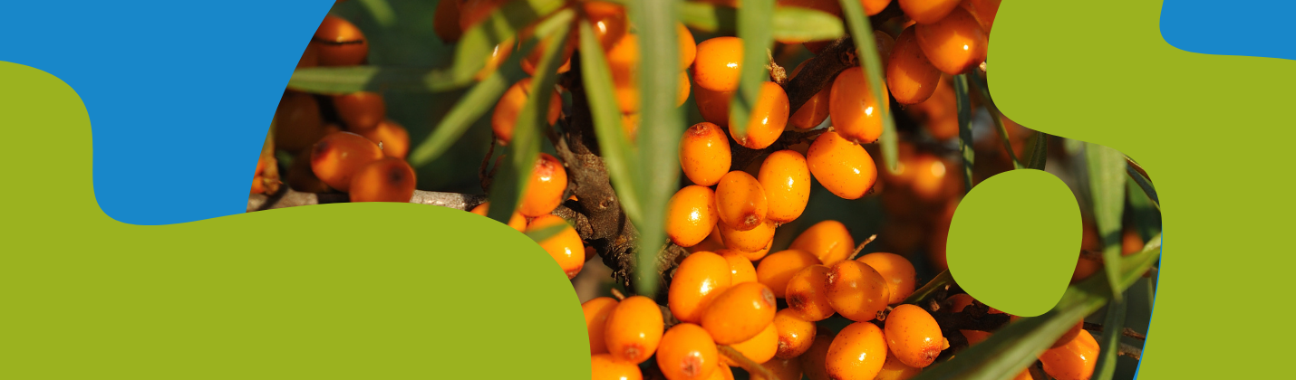 Sea Buckthorn Juice: Benefits, Recipe & Uses